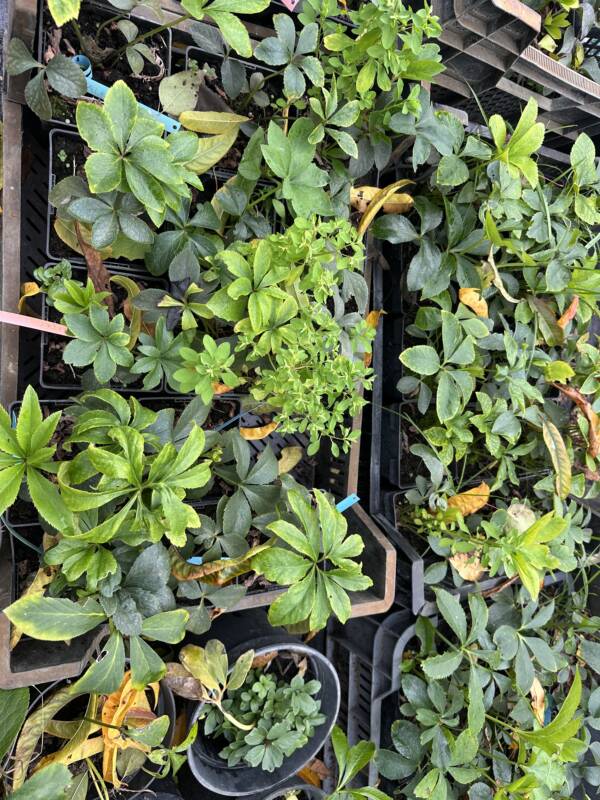 Hunyor - Helleborus - Image 2