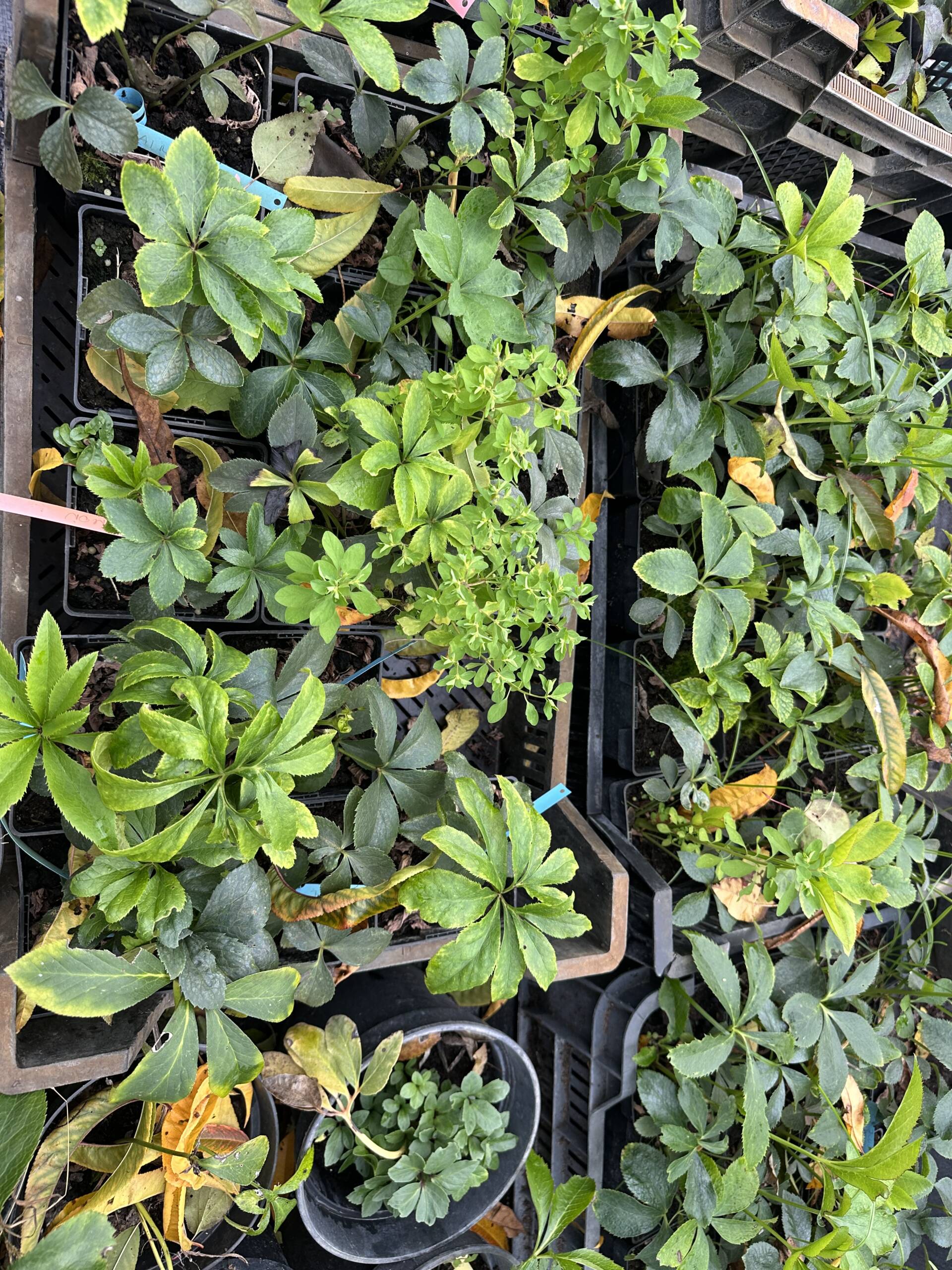 Hunyor - Helleborus - Image 2