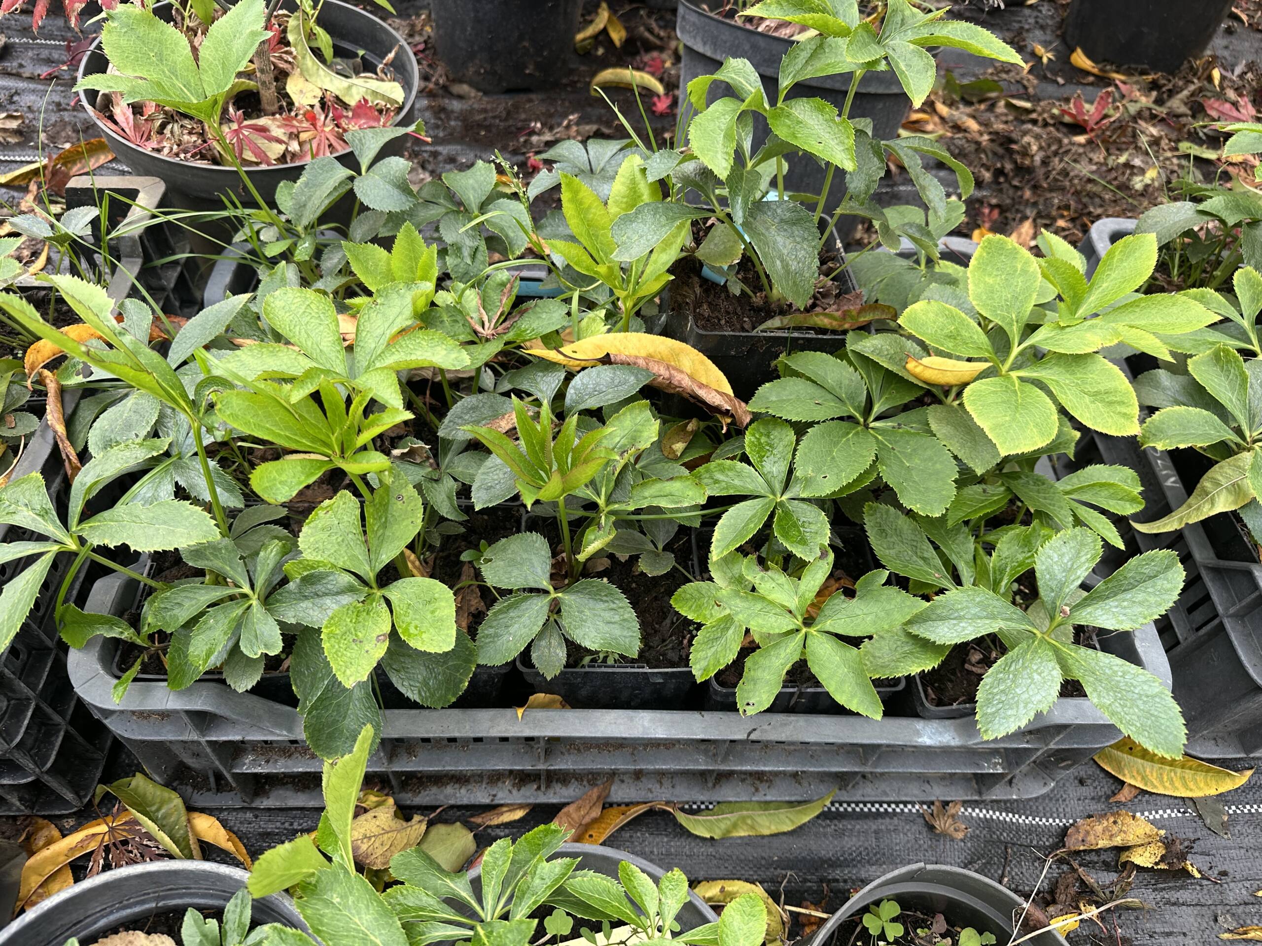 Hunyor - Helleborus - Image 3