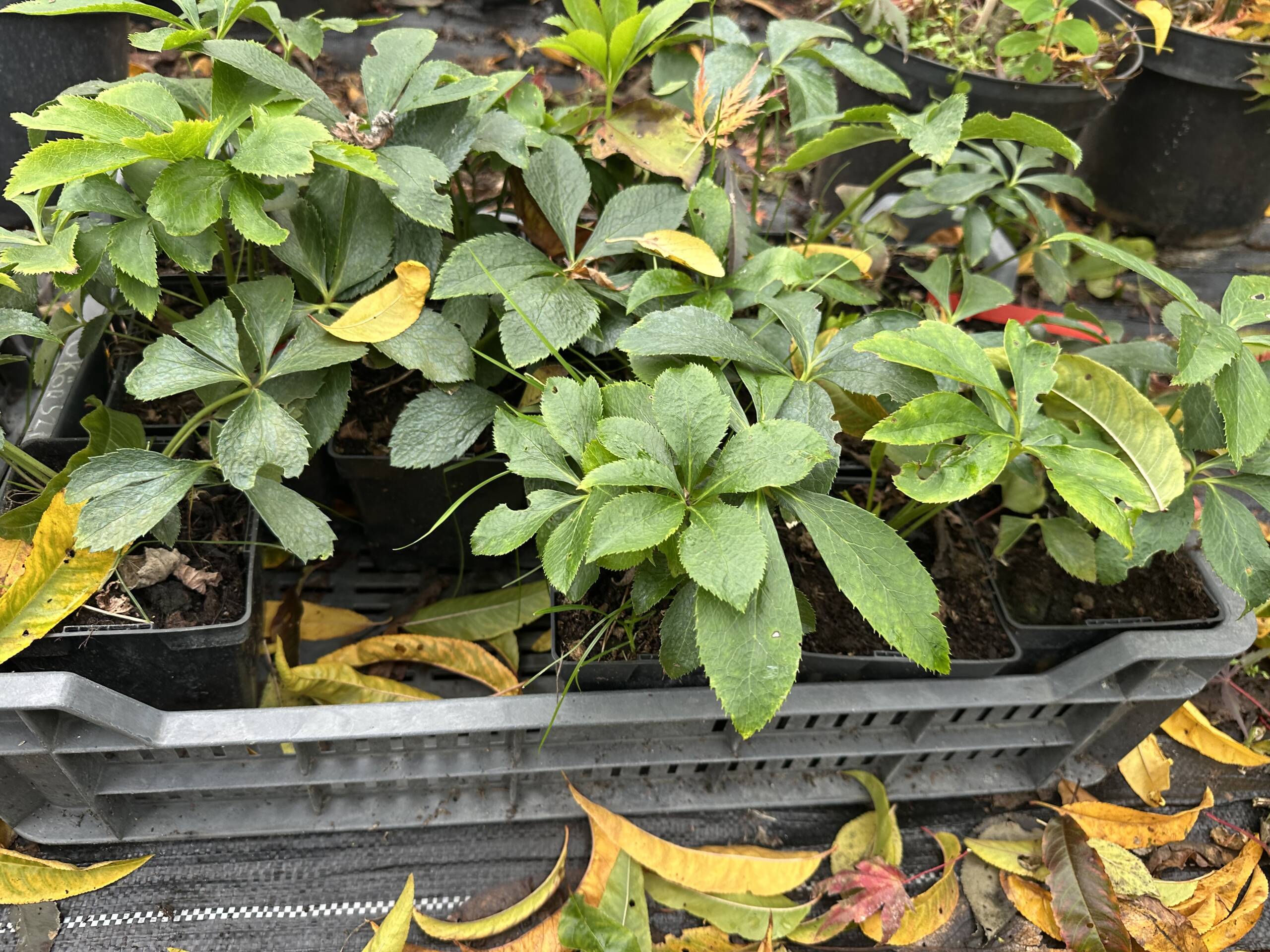 Hunyor - Helleborus - Image 4