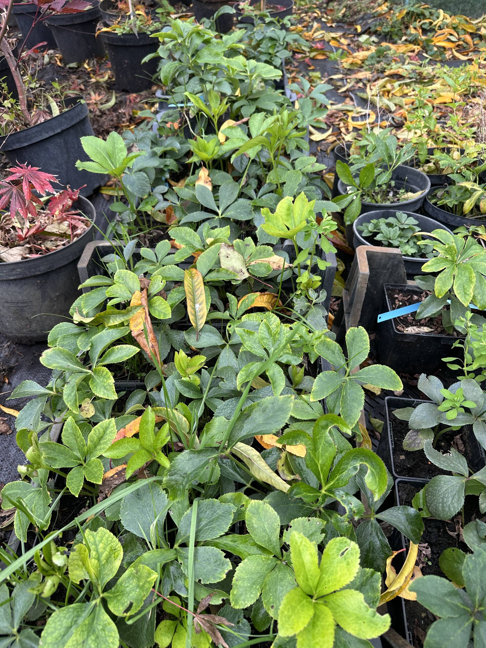 Hunyor - Helleborus - Image 5
