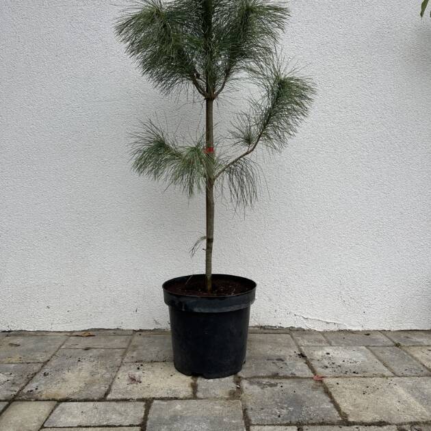 Selyemfenyő, - Pinus strobus