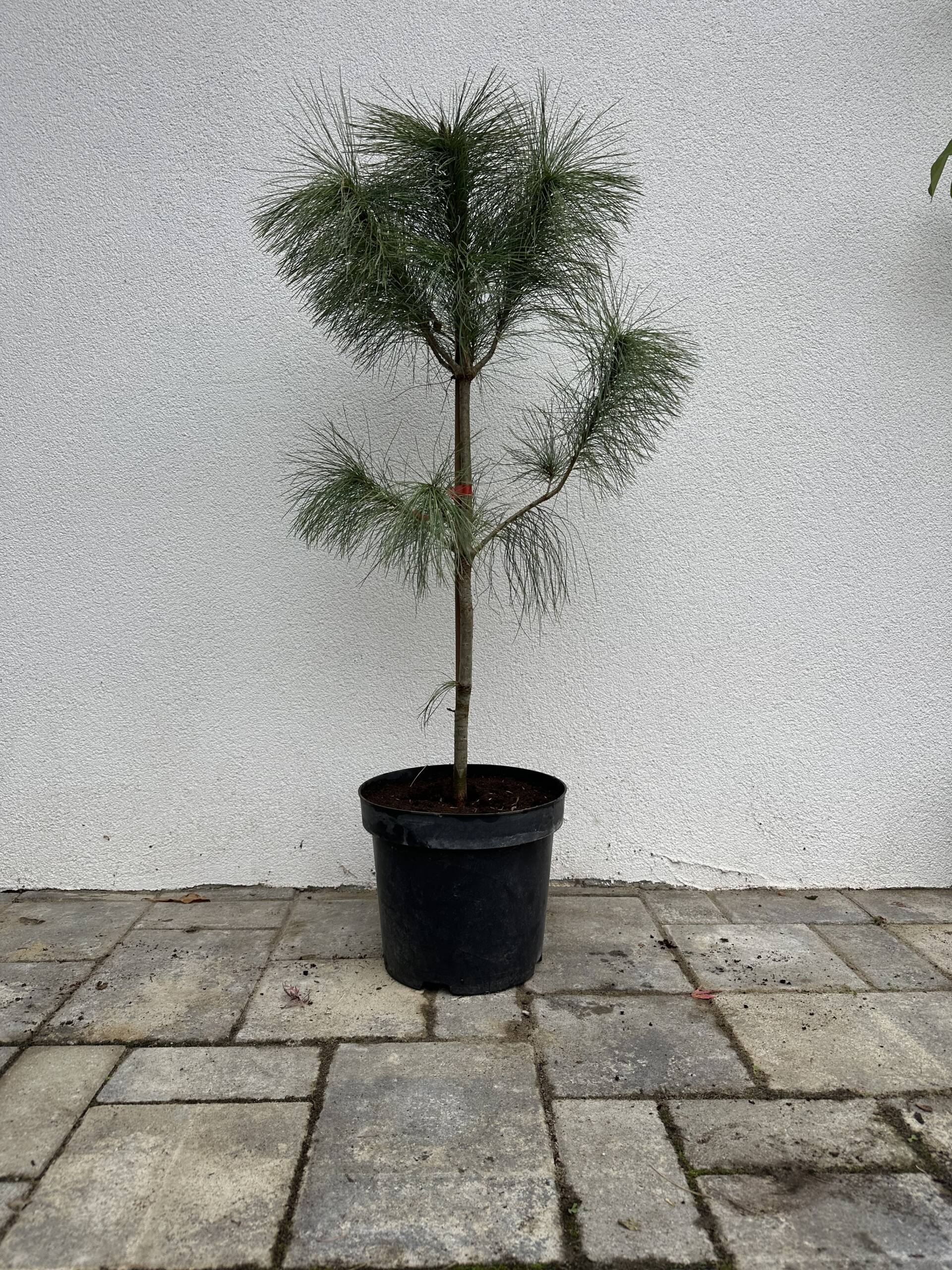 Selyemfenyő, - Pinus strobus