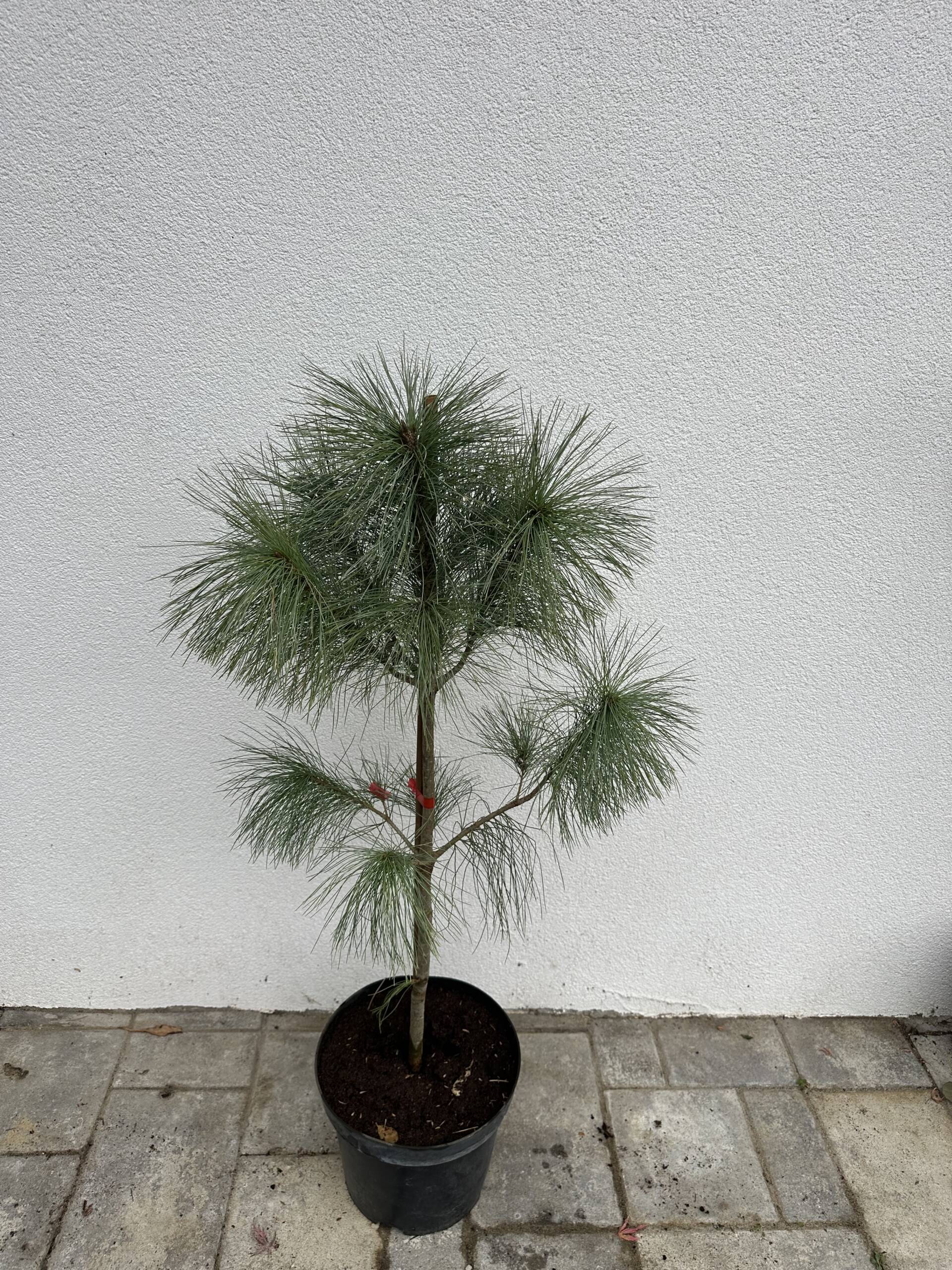 Selyemfenyő, - Pinus strobus - Image 2