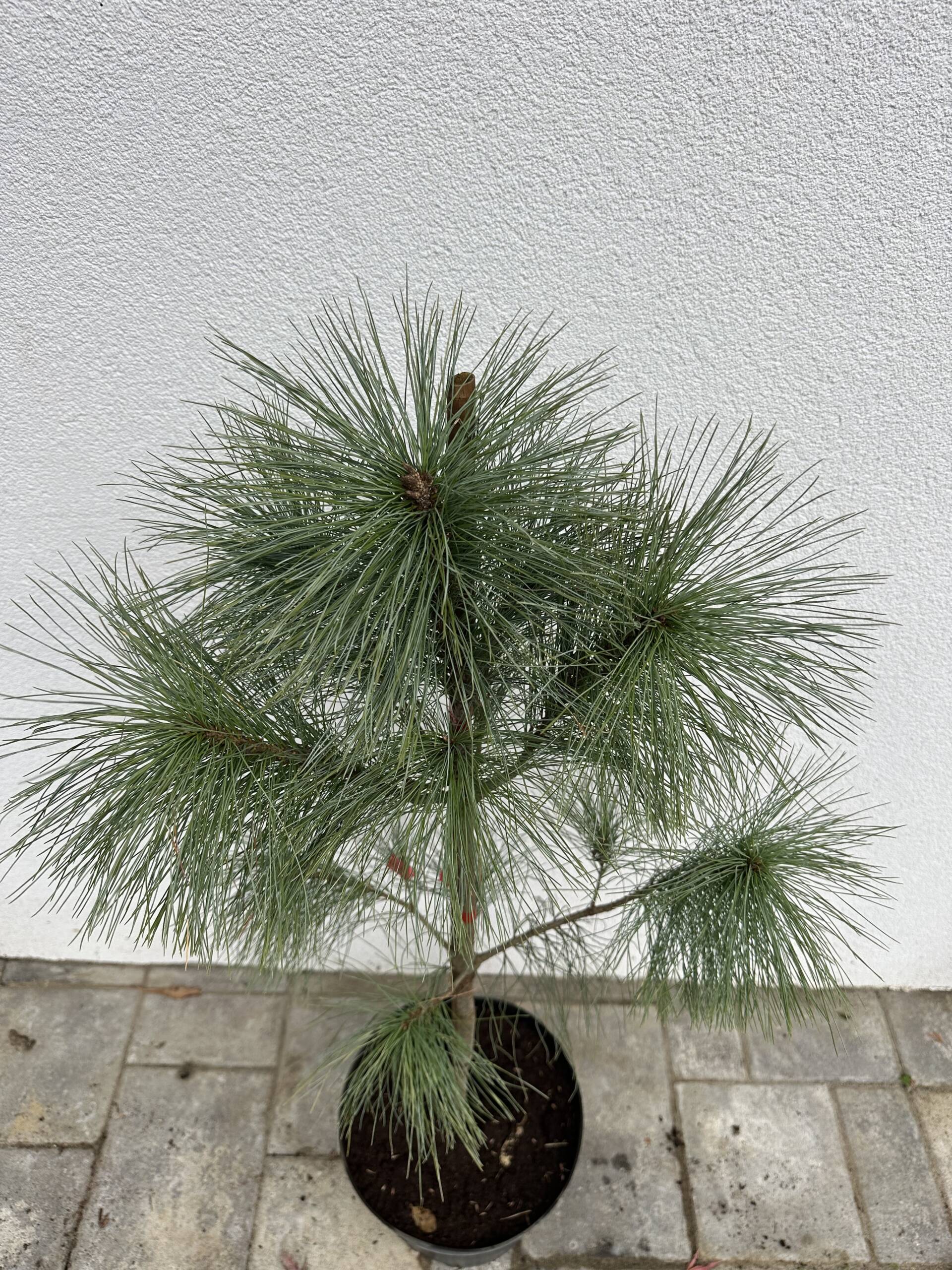 Selyemfenyő, - Pinus strobus - Image 4