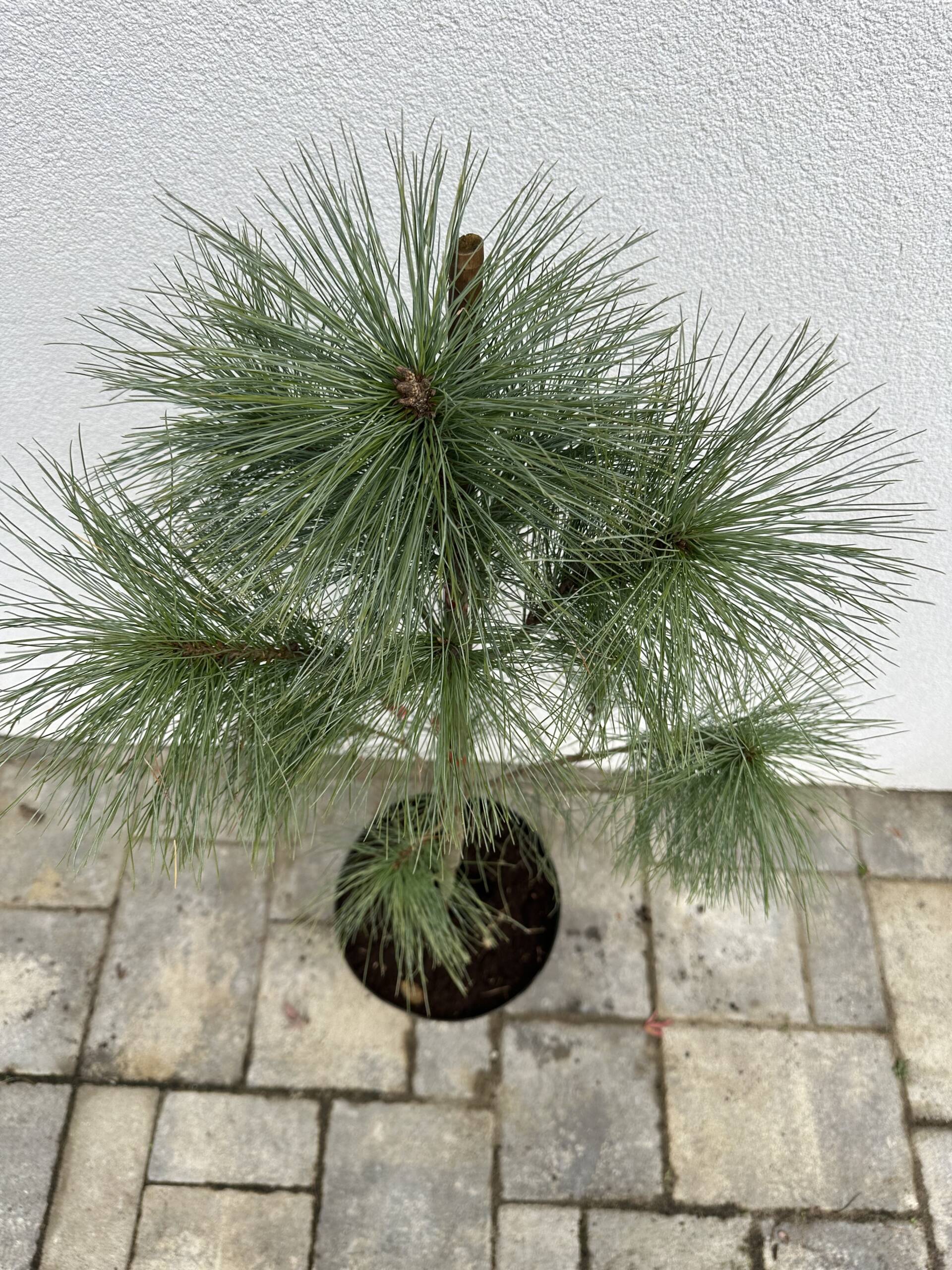 Selyemfenyő, - Pinus strobus - Image 3