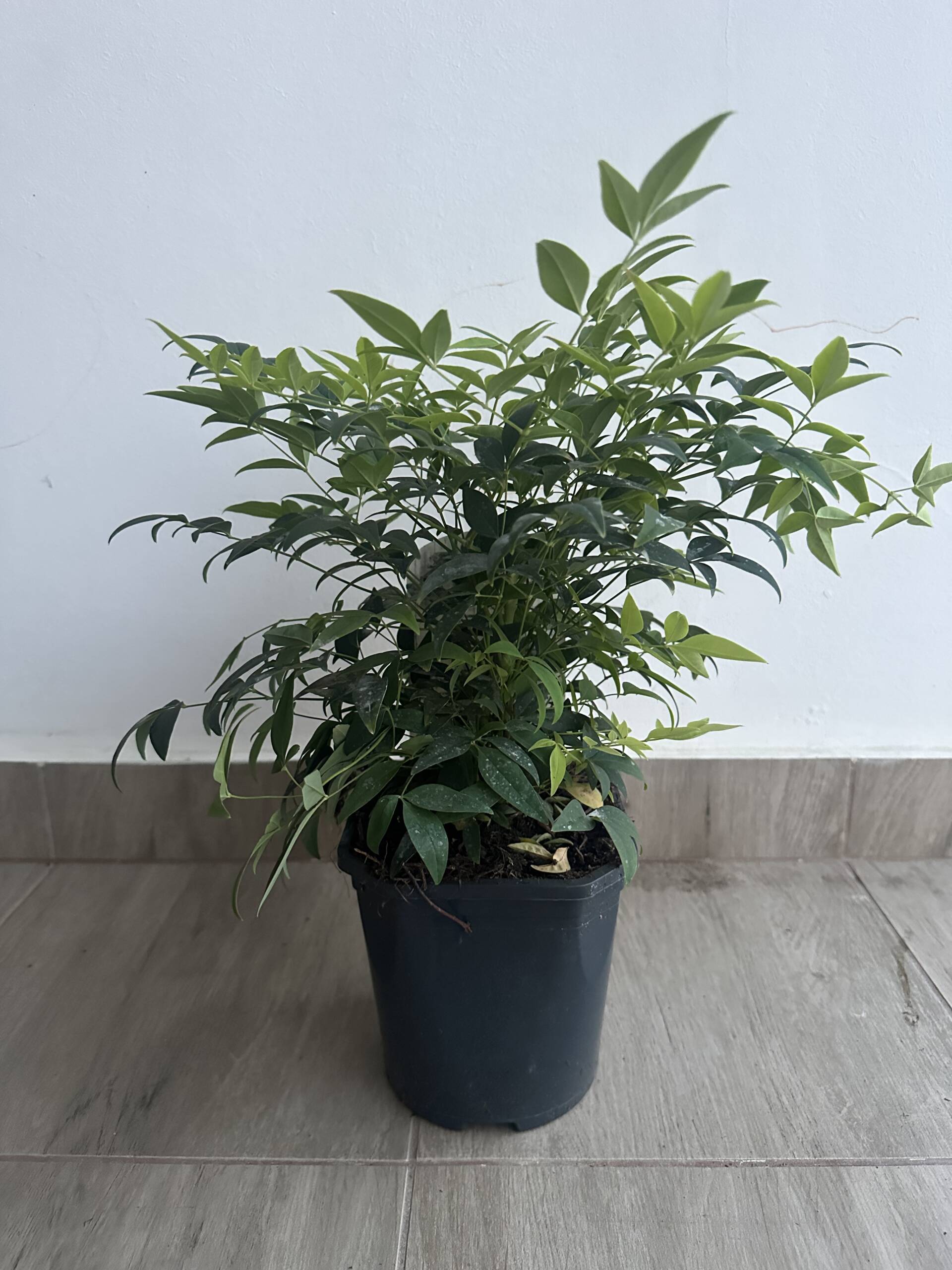 Japán szentfa- Nandina domestica - Image 5