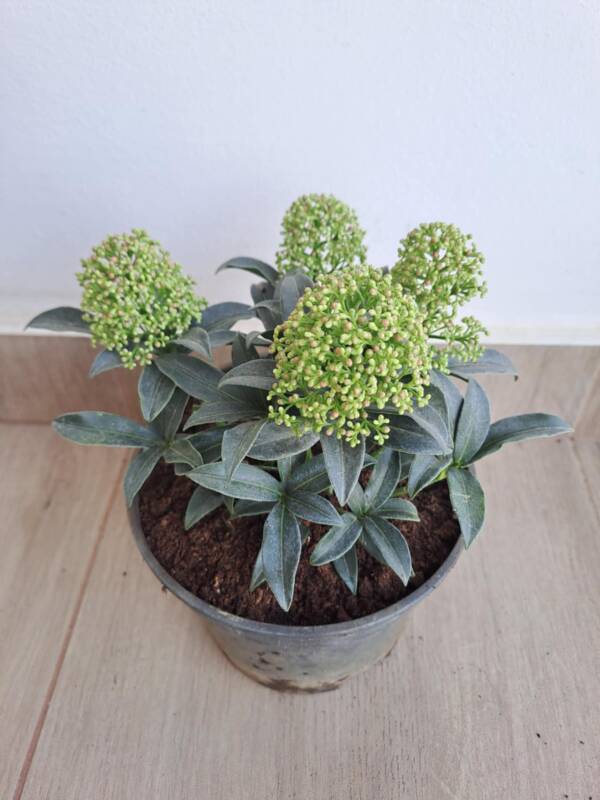 Japán dérbabér - Skimmia japonica 'Godries Dwarf' - Image 3