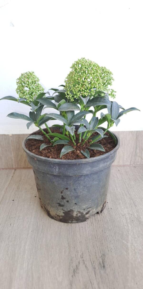Japán dérbabér - Skimmia japonica 'Godries Dwarf' - Image 2