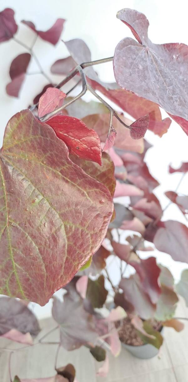 Bordó levelű júdásfa - Cercis canadensis ‘Forest Pansy’ - Image 2