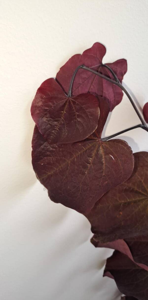 Bordó levelű júdásfa - Cercis canadensis ‘Forest Pansy’ - Image 3