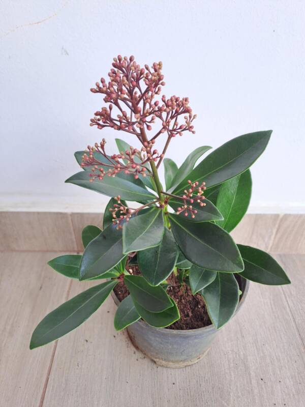 Japán dérbabér Skimmia japonica 'Rubella' - Image 2