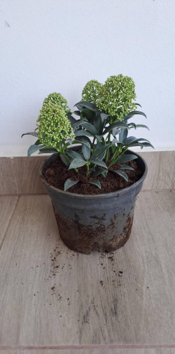 Japán dérbabér - Skimmia japonica 'Godries Dwarf'