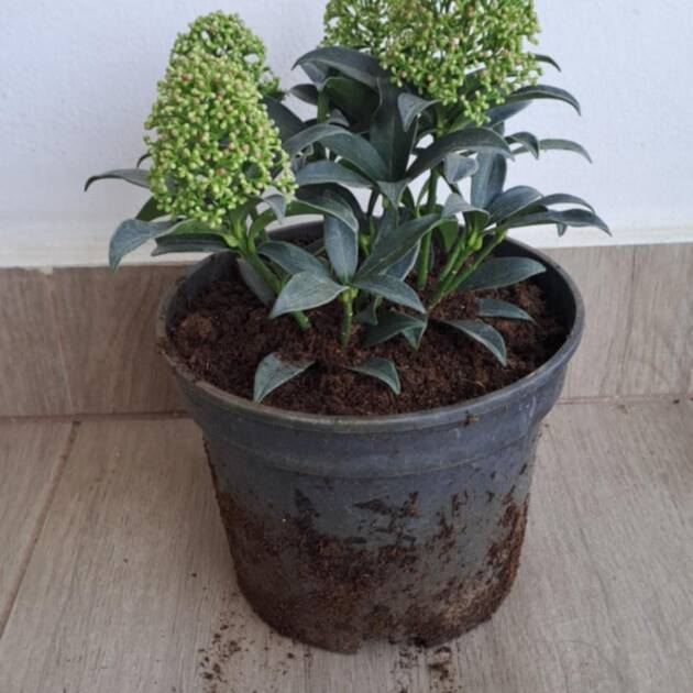 Japán dérbabér - Skimmia japonica 'Godries Dwarf'