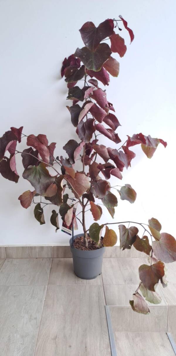 Bordó levelű júdásfa - Cercis canadensis ‘Forest Pansy’