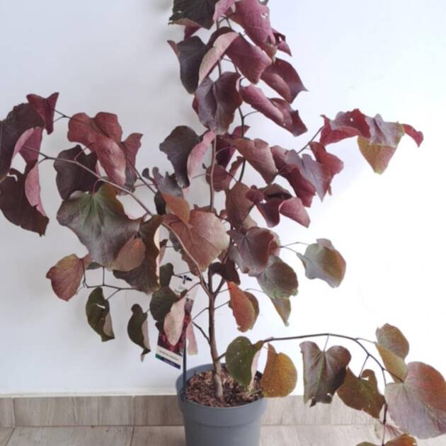 Bordó levelű júdásfa - Cercis canadensis ‘Forest Pansy’