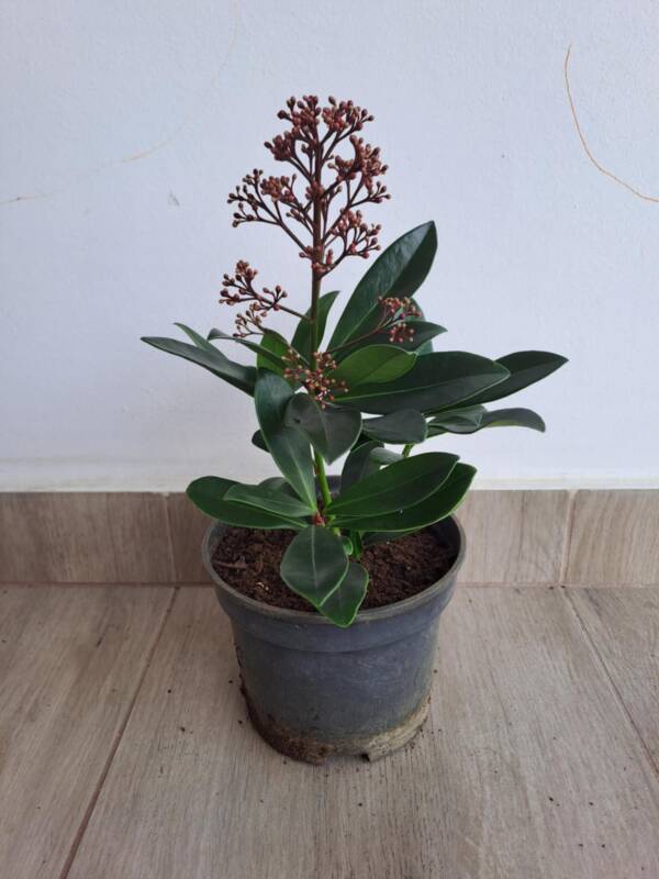 Japán dérbabér Skimmia japonica 'Rubella'
