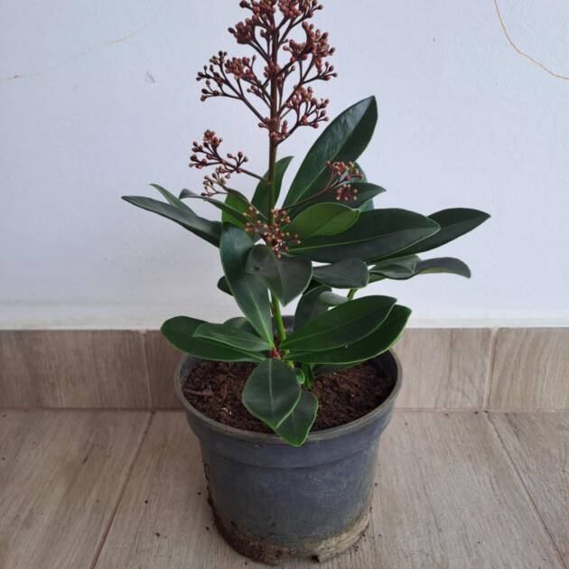 Japán dérbabér Skimmia japonica 'Rubella'