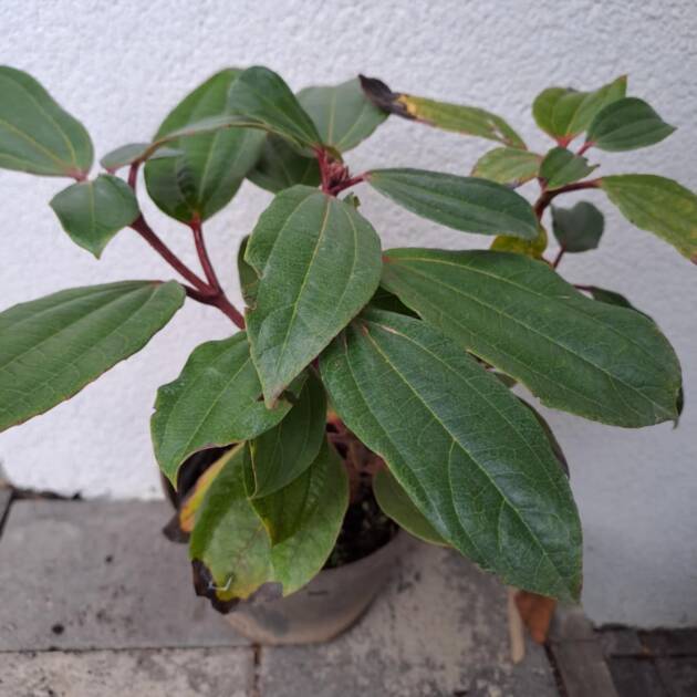 Örökzöld törpe bangita - Viburnum davidii