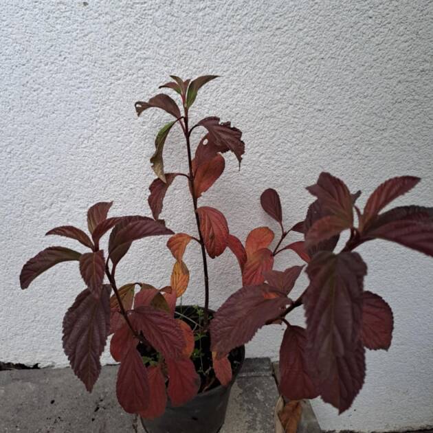 Kikeleti bangita - Viburnum bodnantense