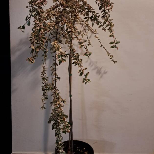 Tarka levelű magastörzsű madárbirs - Cotoneaster dammmeri 'Juliette'