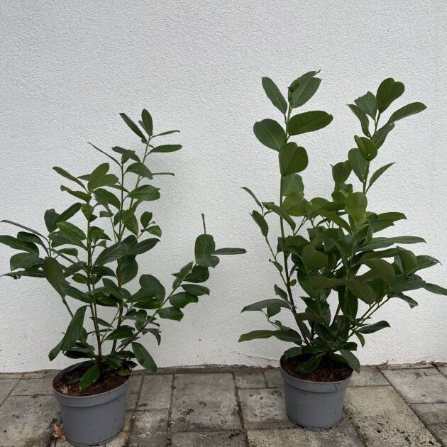 Kereklevelű babérmeggy - Prunus laurocerasus 'Rotundifolia'