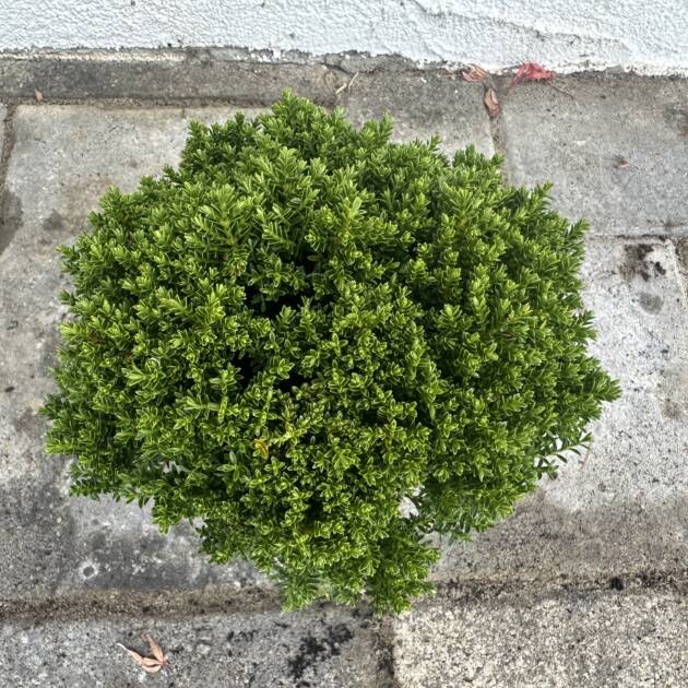 Veronikacserje - Hebe 'Emerald Gem'