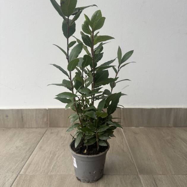 Nemes babér - Laurus nobilis