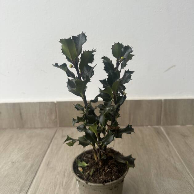 Kék magyal - Ilex meserveae 'Blue Angel'