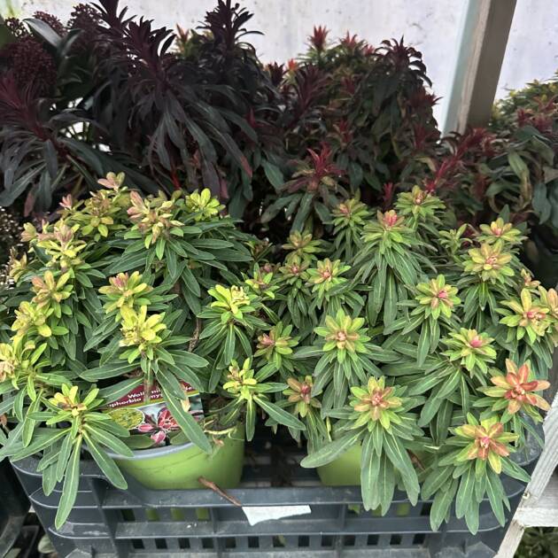 Erdei kutyatej - Euphorbia amygdaloides