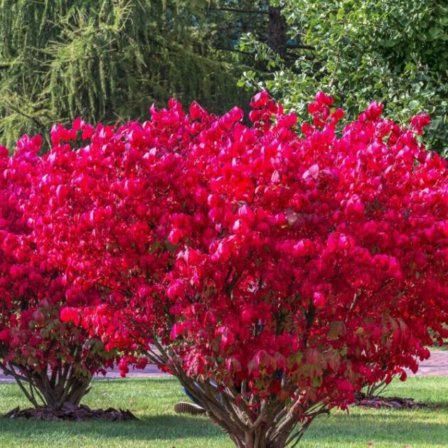 Szárnyas kecskerágó - Euonymus alatus ’Compactus’