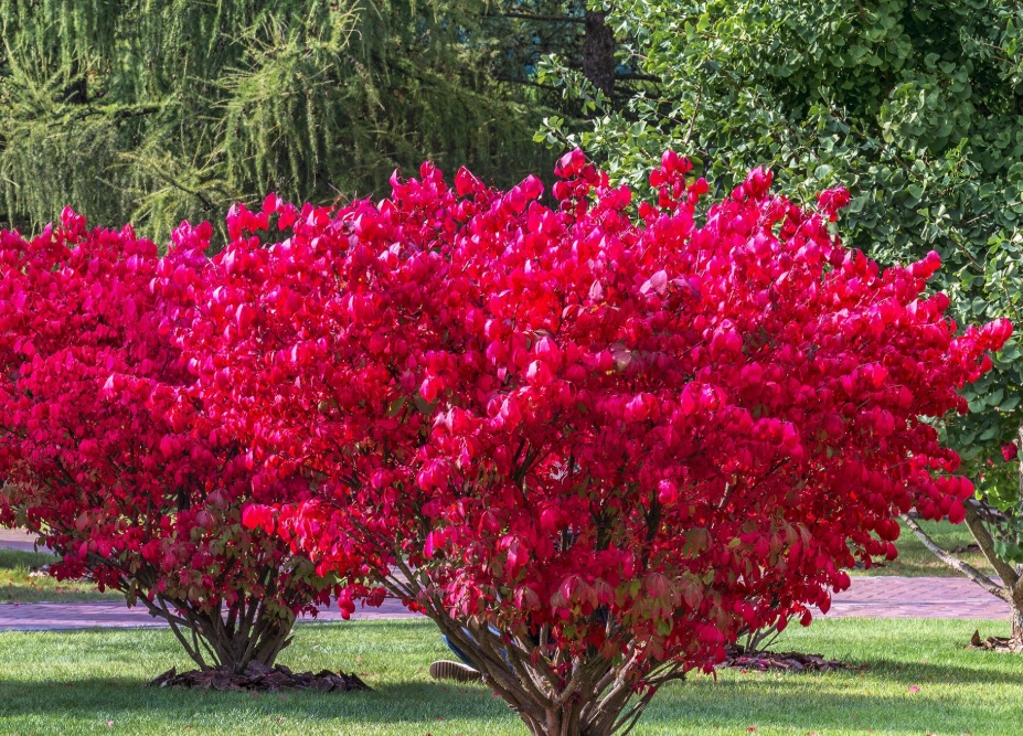 Szárnyas kecskerágó - Euonymus alatus ’Compactus’