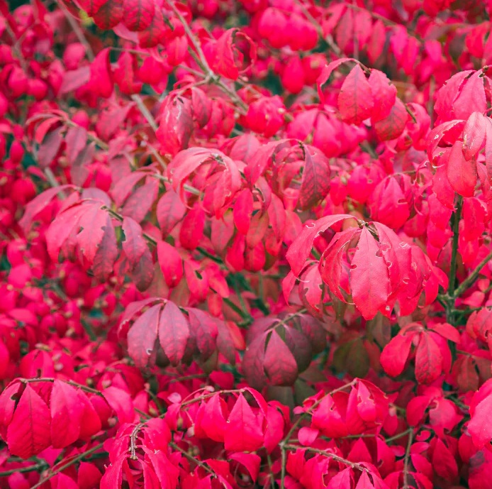 Szárnyas kecskerágó - Euonymus alatus ’Compactus’ - Image 2