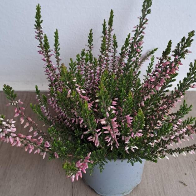 Csarab - Calluna vulgaris 'Twin'