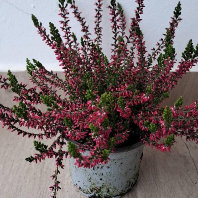 Calluna vulgaris 'Red'