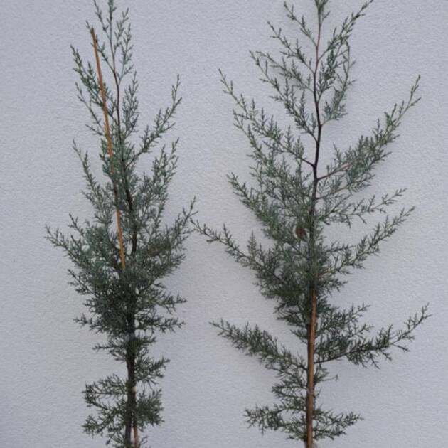 Arizonai ciprus - Cupressus arizonica 'Fastigiata'