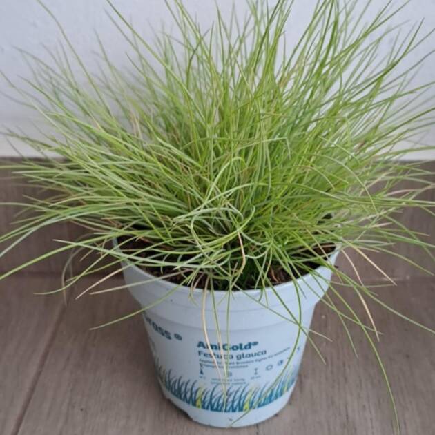 Arany csenkesz - Festuca glauca 'Amigold'