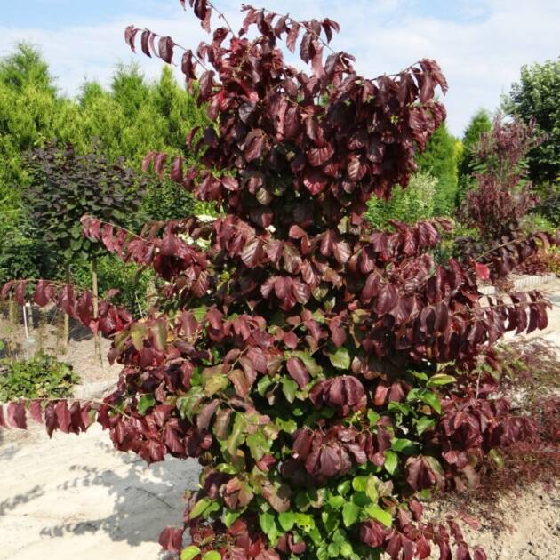 Perzsa varázsfa - Parrotia persica 'Burgundy'