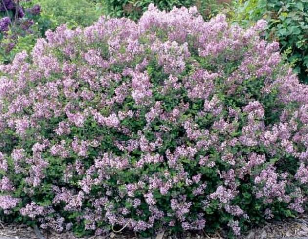 Törpe orgona - Syringa meyeri 'Palibin'