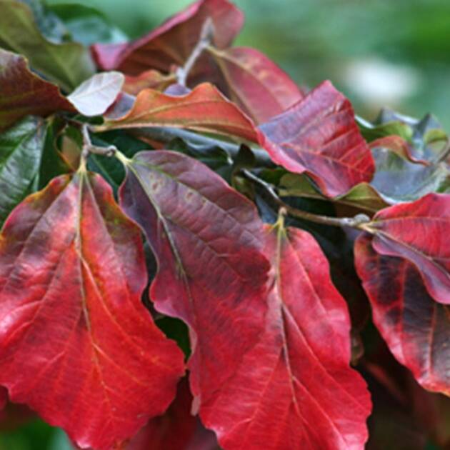 Perzsa varázsfa - Parrotia persica 'Burgundy'