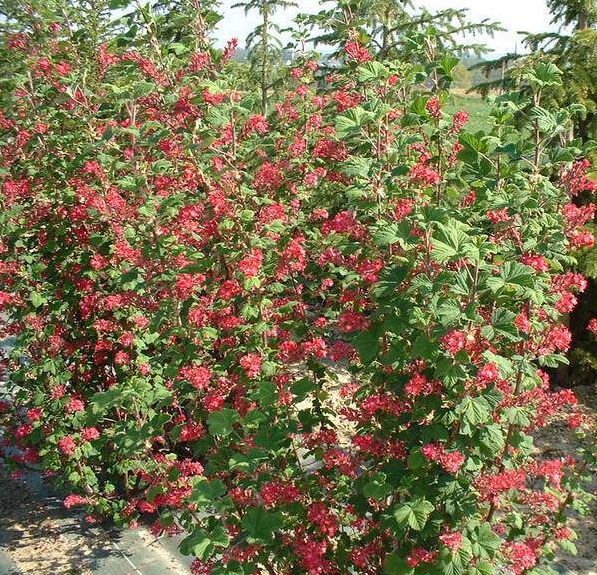 Vérvörös ribiszke - Ribes sanguineum ‘Pulborough Scarlet’