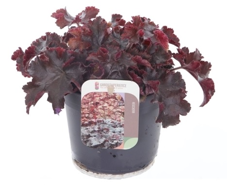 Tűzeső - Heuchera americana 'Melting Fire'