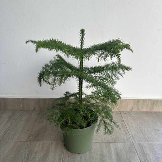 Szobafenyő - Araucaria heterophylla