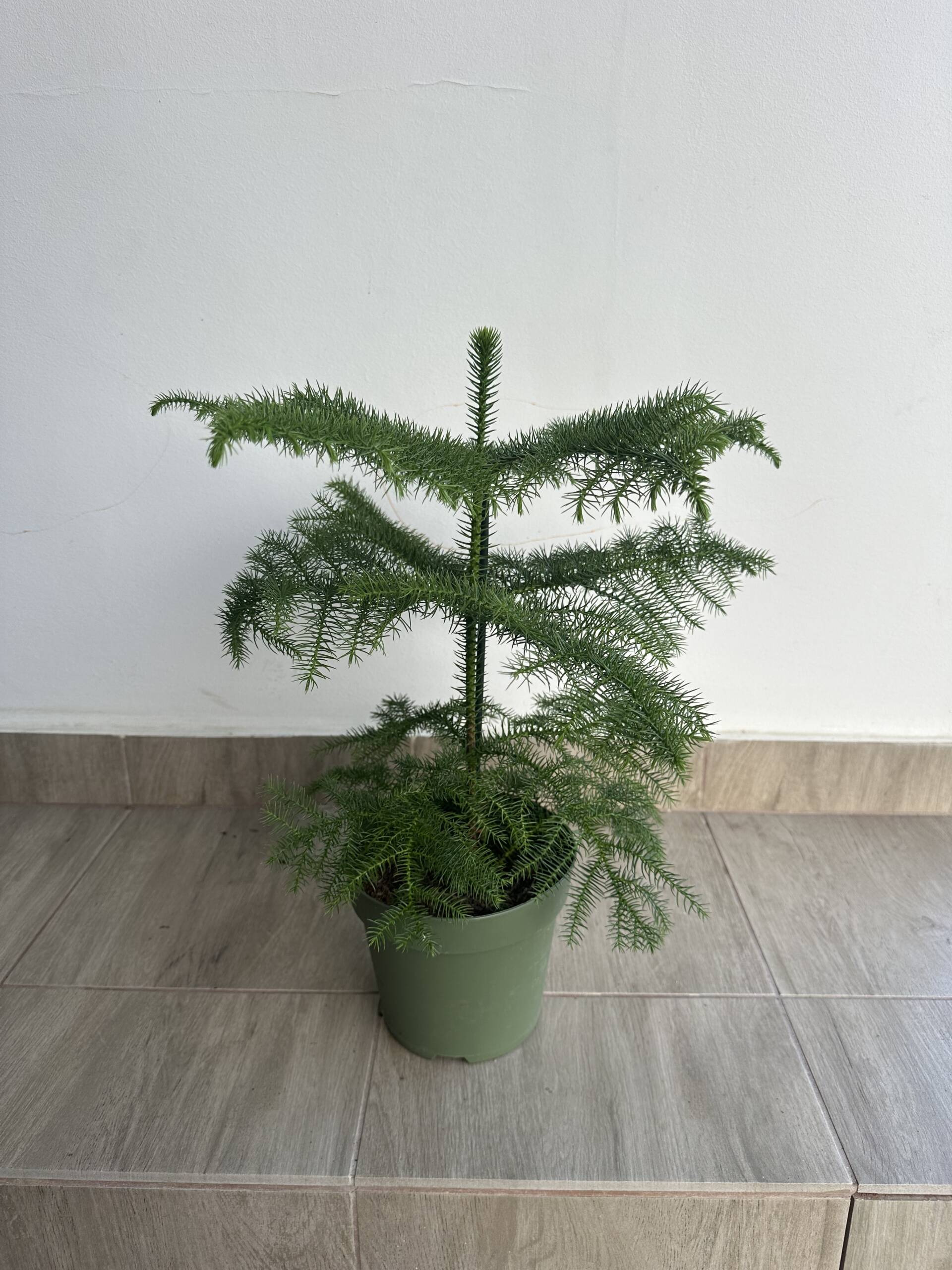 Szobafenyő - Araucaria heterophylla