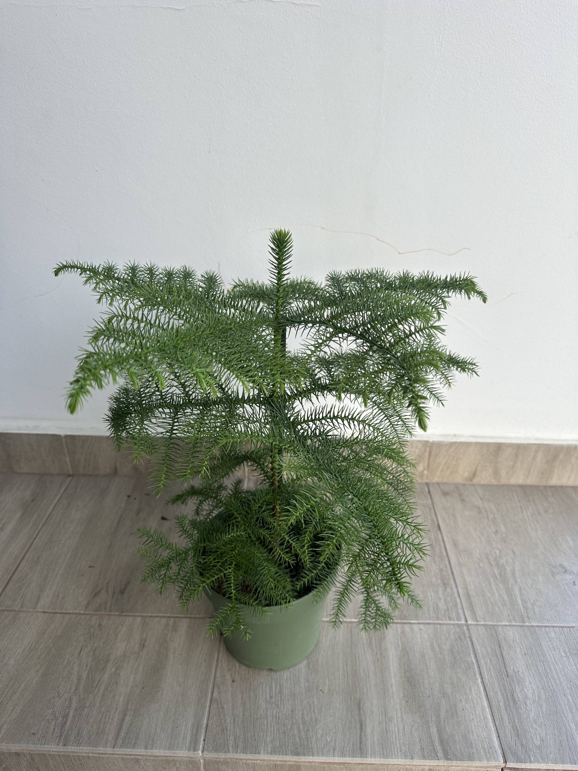 Szobafenyő - Araucaria heterophylla - Image 2