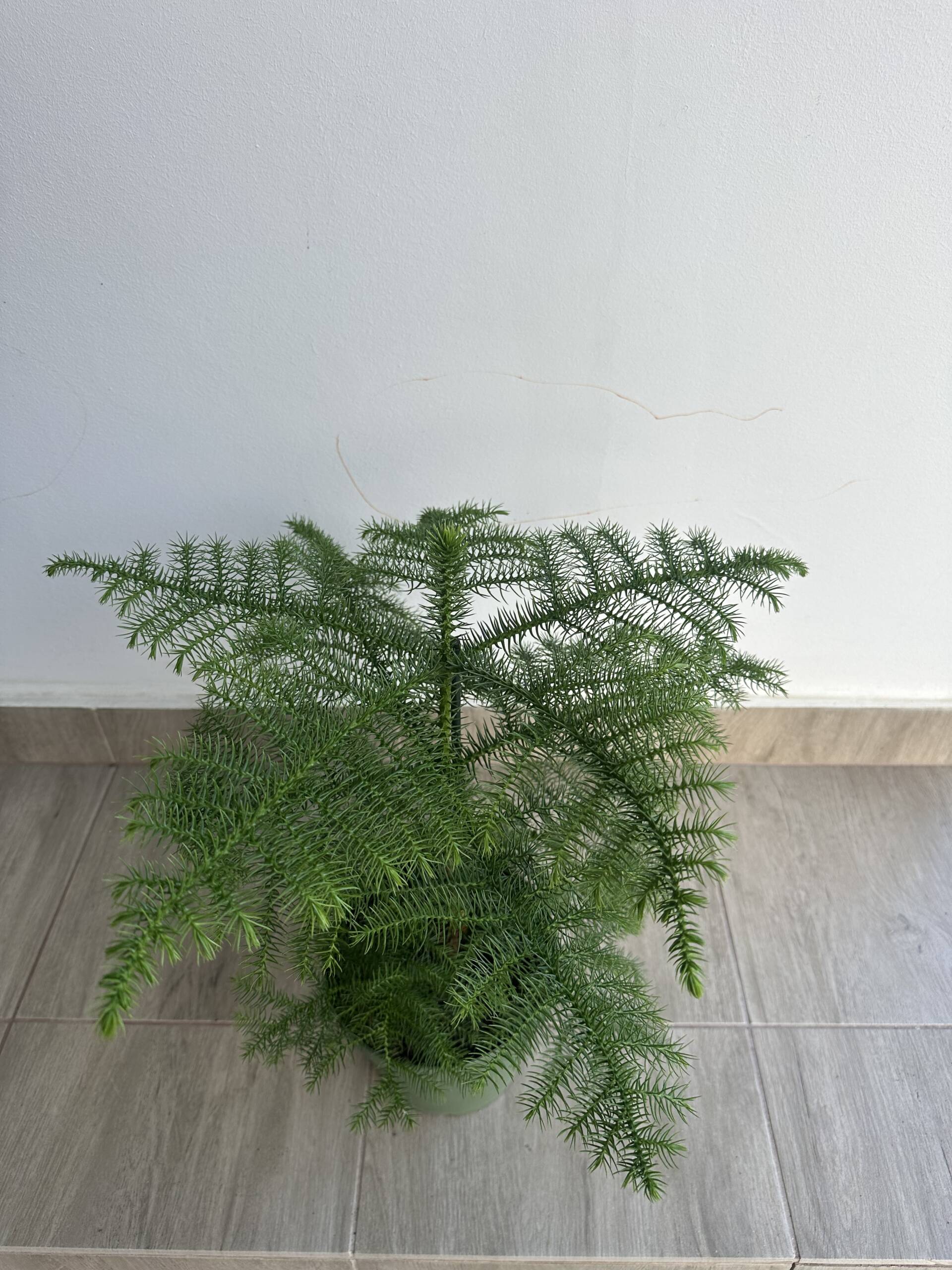 Szobafenyő - Araucaria heterophylla - Image 3