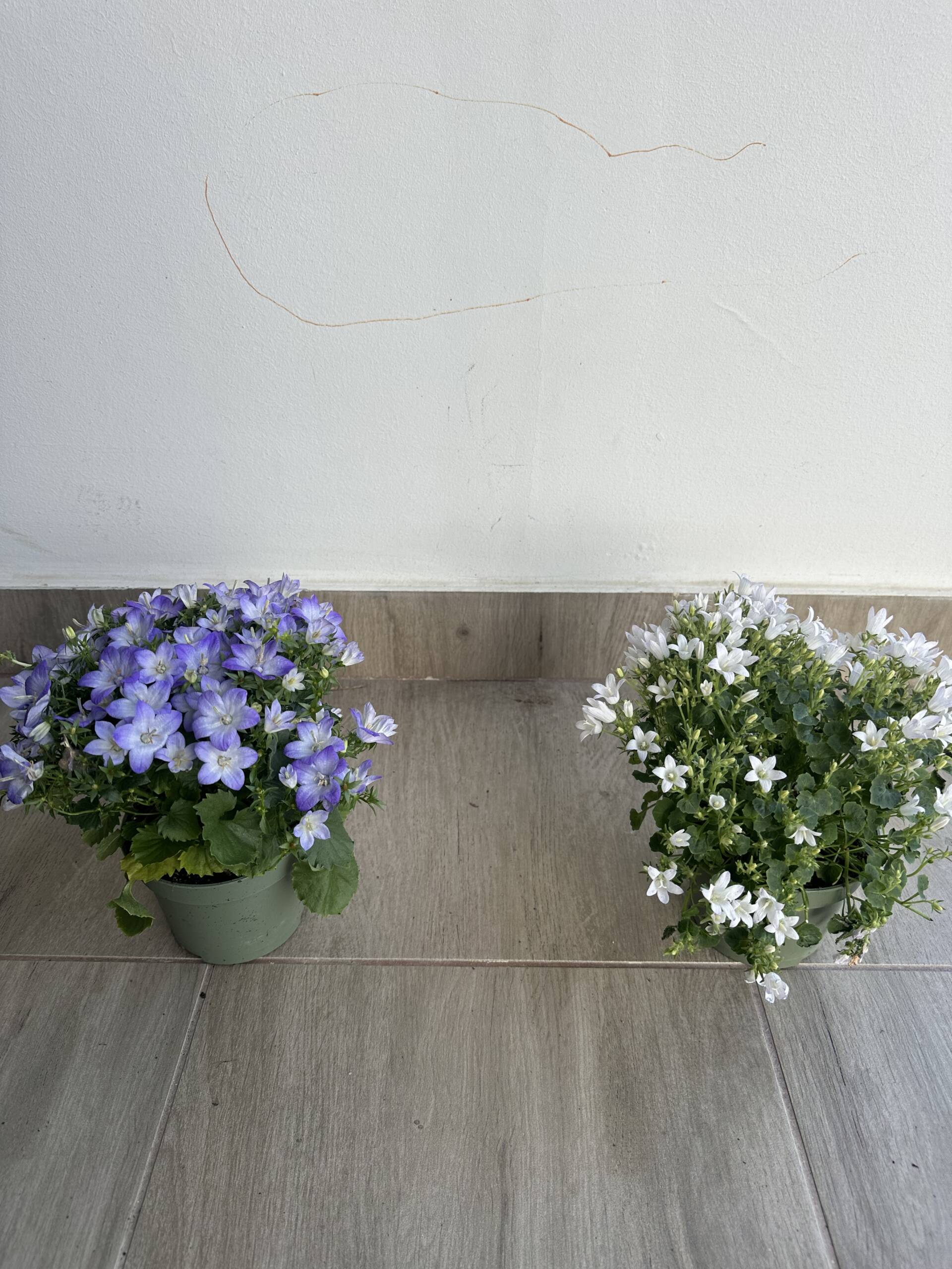 Harangvirág - Campanula portenschlagiana