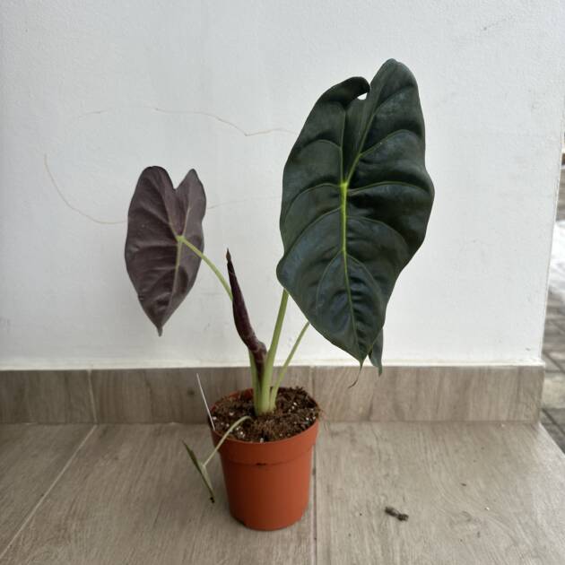 Elefántfül - Alocasia ‘Golden Bone’