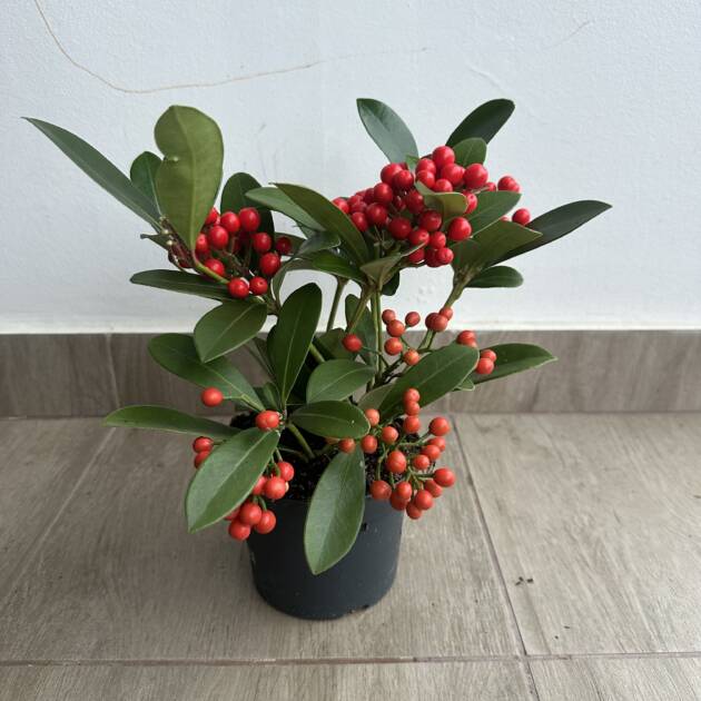 Skimmia japonica O'Berries Red