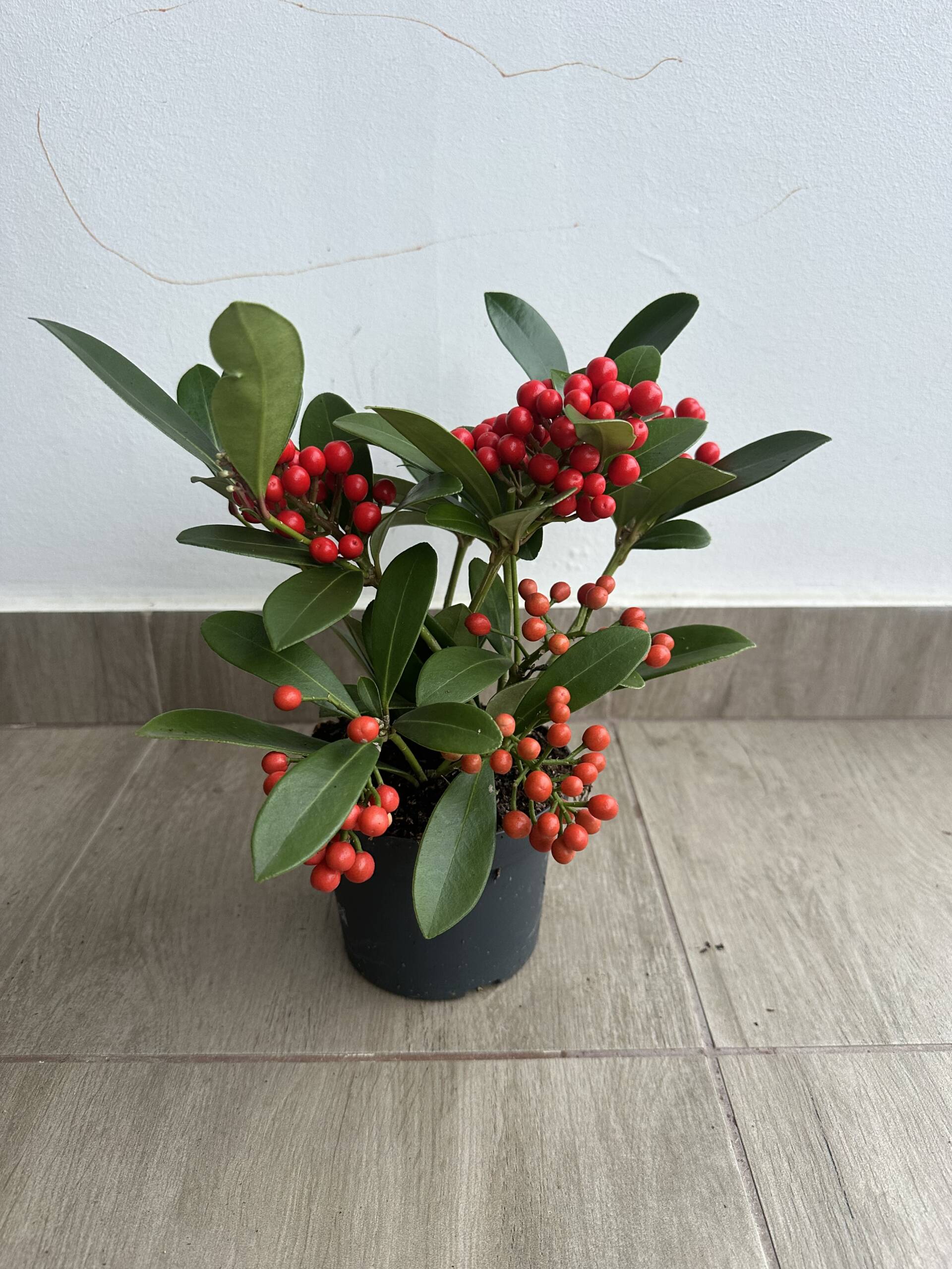 Skimmia japonica O'Berries Red